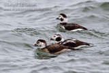 Long-tailed Duck (Oldsquaw)