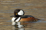 Hooded Merganser