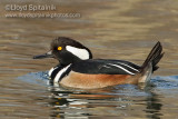 Hooded Merganser (male)