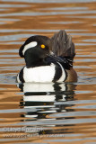 Hooded Merganser