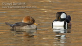Hooded Merganser