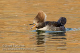 Hooded Merganser