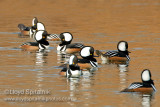 Hooded Merganser