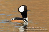 Hooded Merganser