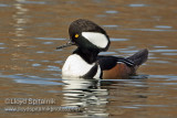 Hooded Merganser