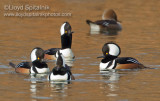 Hooded Merganser