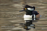 Hooded Merganser