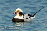 Long-tailed Duck (Oldsquaw)