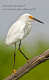 Snowy Egret