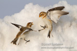 Snow Bunting