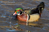 Wood Duck