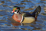 Wood Duck