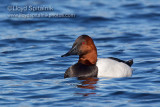 Canvasback