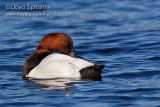 Canvasback