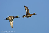 Greater Scaup