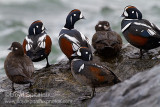 Harlequin Duck