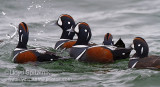 Harlequin Duck