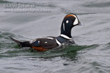 Harlequin Duck