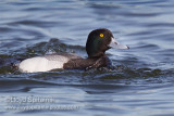 Greater Scaup