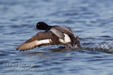 Lesser Scaup