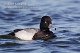 Lesser Scaup