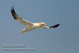 Northern Gannet