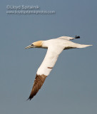 Northern Gannet
