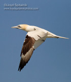 Northern Gannet
