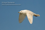Iceland Gull