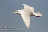 Glaucous Gull