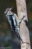 Yellow-bellied Sapsucker