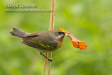 Lawrences Warbler (female)