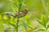 Lawrences Warbler (female)