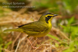 Kentucky Warbler