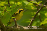 Kentucky Warbler