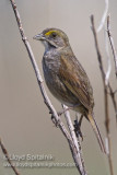 Seaside Sparrow