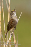 Seaside Sparrow