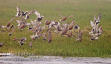 Red Knot