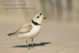 Piping Plover (breeding male)