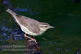 Northern Waterthrush