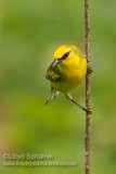 Blue-winged  x Golden-winged Warbler Hybrid