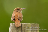 House Wren