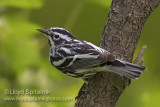 Black-and-white Warbler