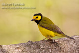 Hooded Warbler