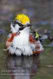 Chestnut-sided Warbler