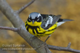 Magnolia Warbler (male)