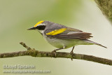 Golden-winged Warbler