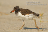 American Oystercatcher