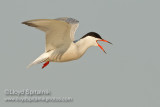 Common Tern