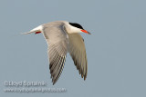 Common Tern